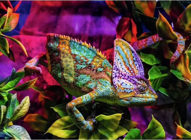 Chameleon 500 bitar Pussel Ravensburger Puzzle 