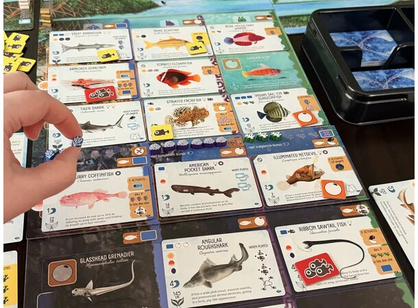 Finspan Sharks & Reefs Expansion Expansion till Finspan 