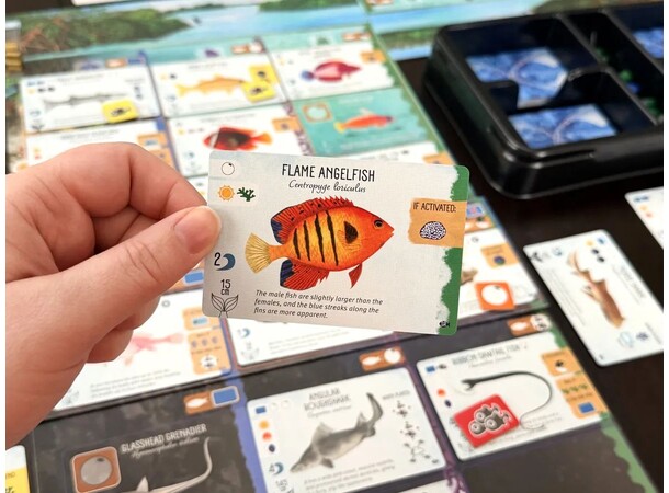Finspan Sharks & Reefs Expansion Expansion till Finspan 